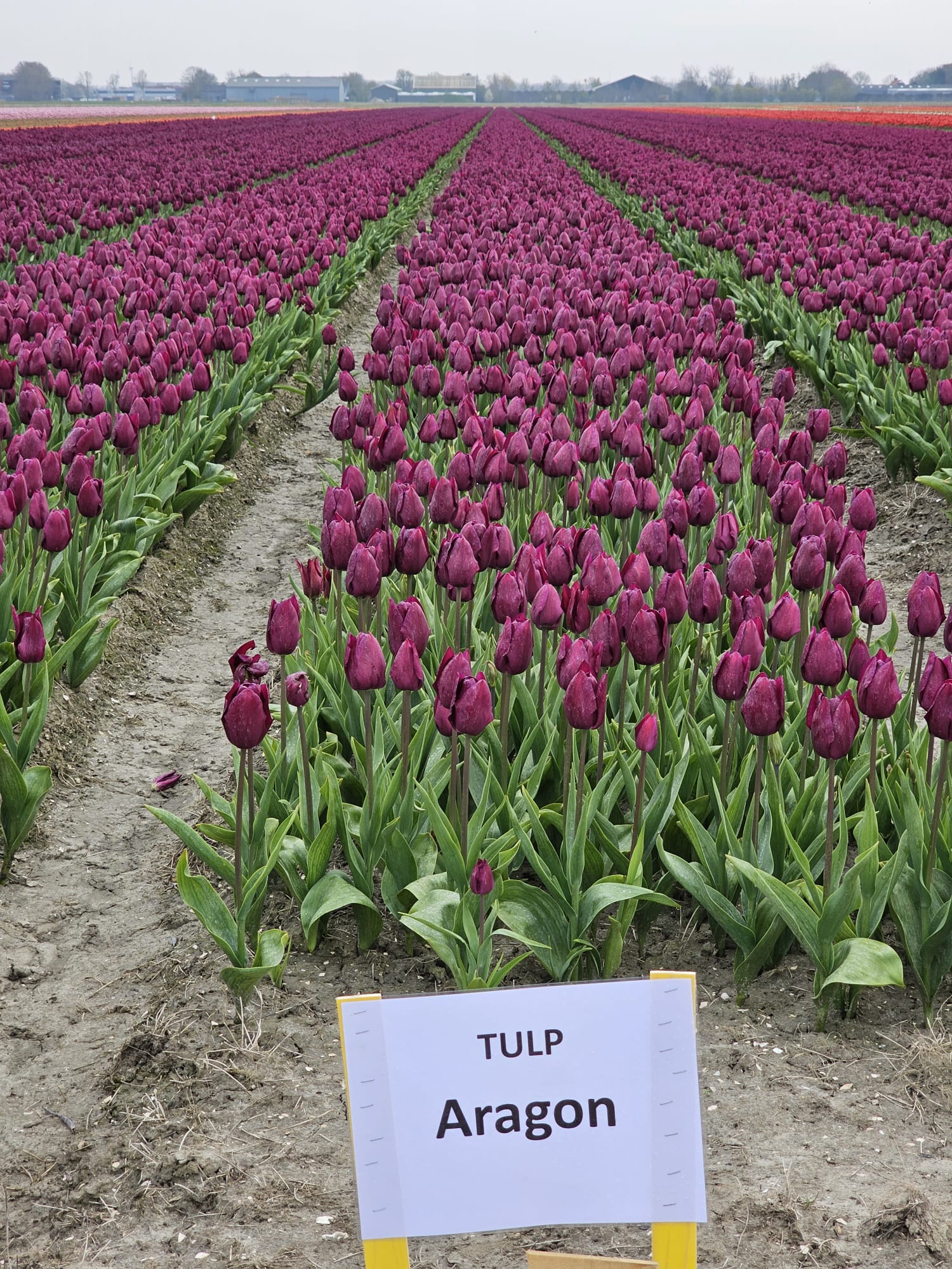 Groene Veiling Kwekerij Siem Munster HB Veilen B.V.