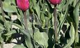 Groen te velde: Pink Marlene®