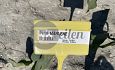 Groen te velde: Pink Marlene®