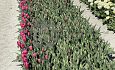 Groen te velde: Pink Marlene®