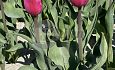 Groen te velde: Pink Marlene®
