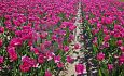 Contractteelt West-Brabant