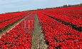 Contractteelt West-Brabant