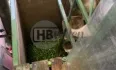 Bunkersorteermachine met voorsorteerder en toevoerband