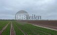 Te Huur: Tulpenland