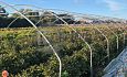 Wandelkap