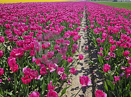 Contractteelt West-Brabant