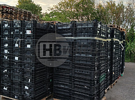Tulpenkratten  / Exportkratten