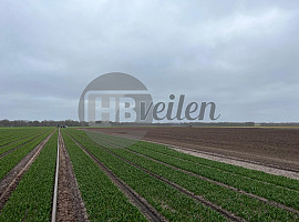 Te Huur: Tulpenland