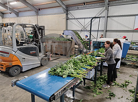 Boslijn voor Pioenen / Pre work line