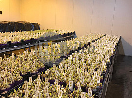 Rollenbaan / broeitafels