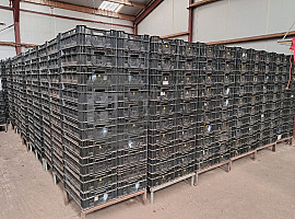 Export kratten / Tulpen kratten