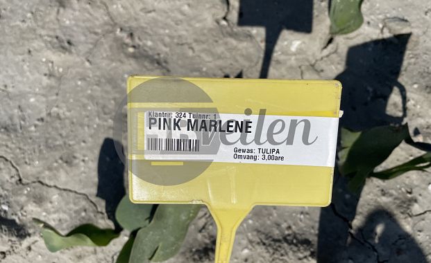 Groen te velde: Pink Marlene®