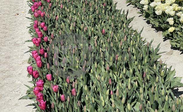 Groen te velde: Pink Marlene®