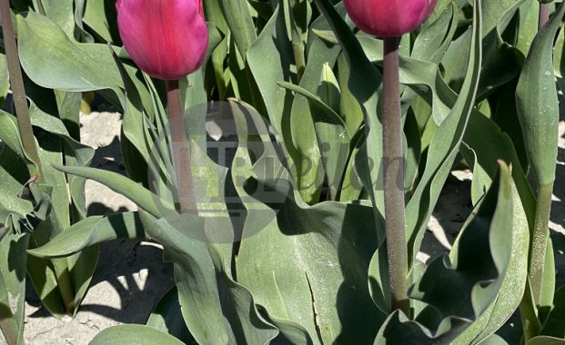 Groen te velde: Pink Marlene®