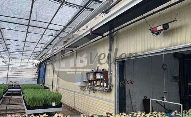 Boslijn (Tulipstar)