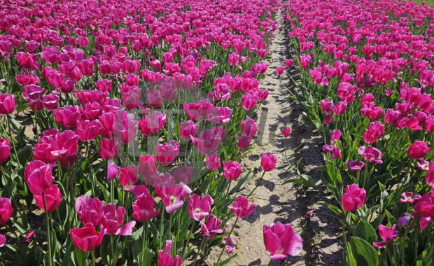Contractteelt West-Brabant