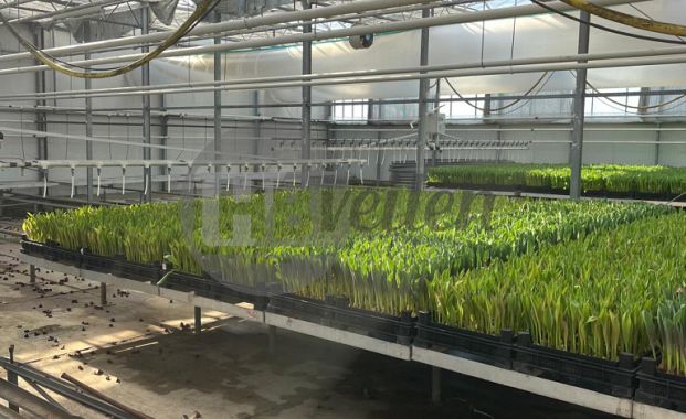 Gietboom