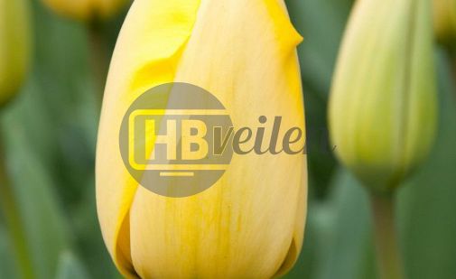 Tulpen: Golden Parade