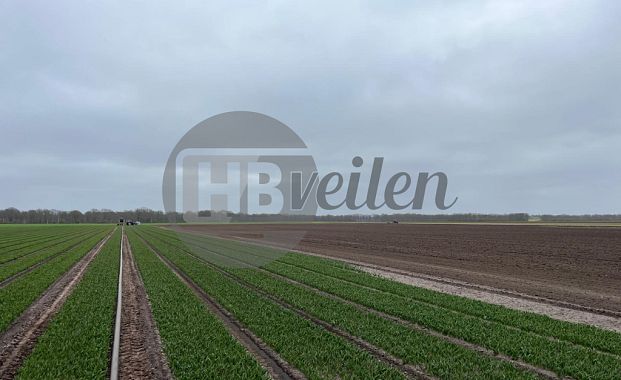 Te Huur: Tulpenland