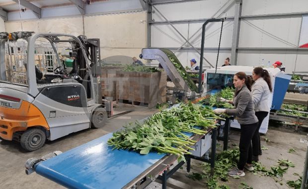 Boslijn voor Pioenen (Pre work line)