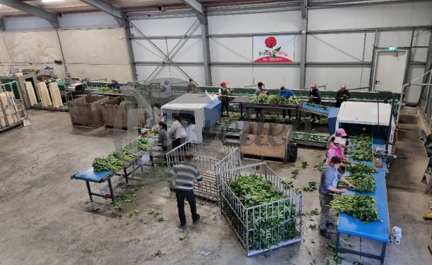 Boslijn voor Pioenen (Pre work line)