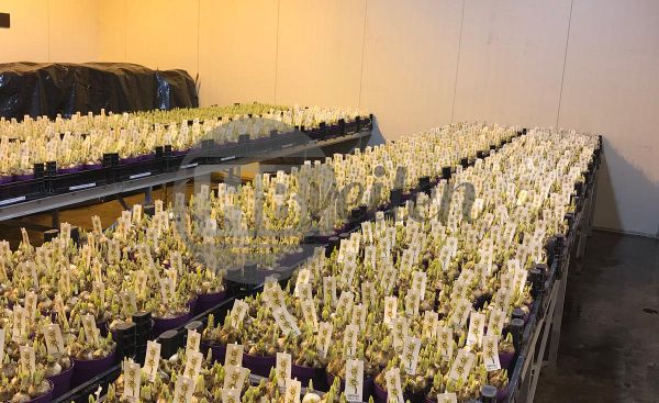 Rollenbaan / broeitafels