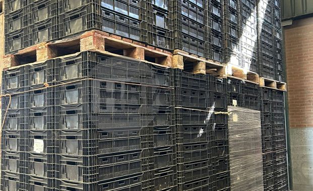 Export- / Tulpenkratten